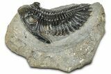Detailed Hollardops Trilobite Fossil - Ofaten, Morocco #327540-3